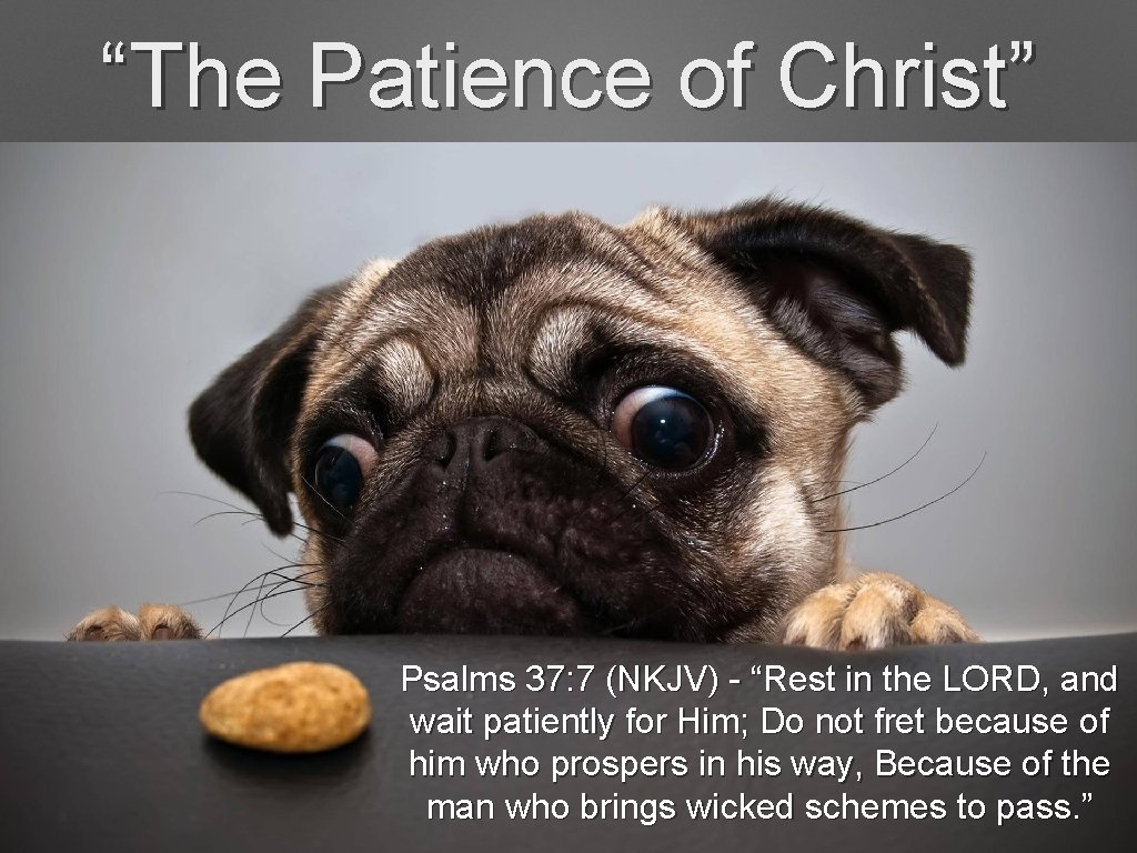 “The Patience of Christ” Psalms 37: 7 (NKJV) - “Rest in the LORD, and “The Patience of Christ” Psalms 37: 7 (NKJV) - “Rest in the LORD, and