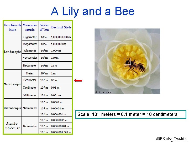 A Lily and a Bee Scale: 10 -1 meters = 0. 1 meter =
