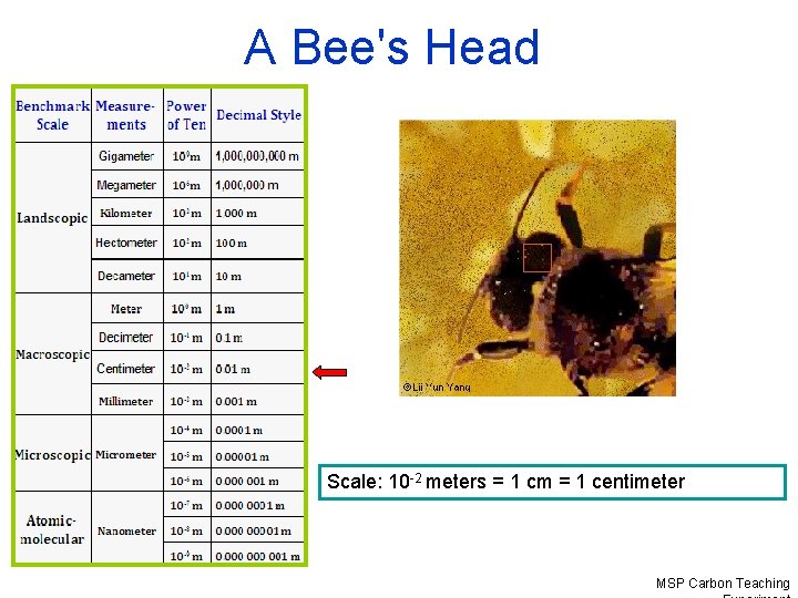 A Bee's Head Scale: 10 -2 meters = 1 cm = 1 centimeter MSP