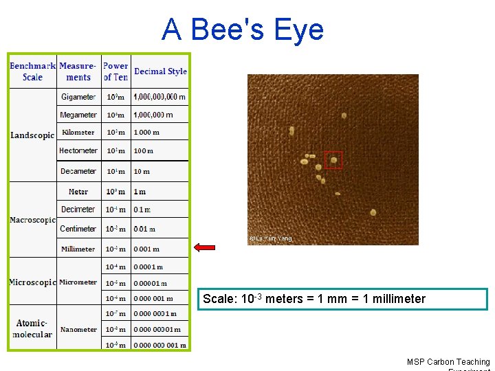 A Bee's Eye Scale: 10 -3 meters = 1 mm = 1 millimeter MSP