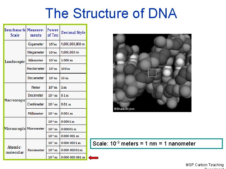 The Structure of DNA Scale: 10 -9 meters = 1 nm = 1 nanometer