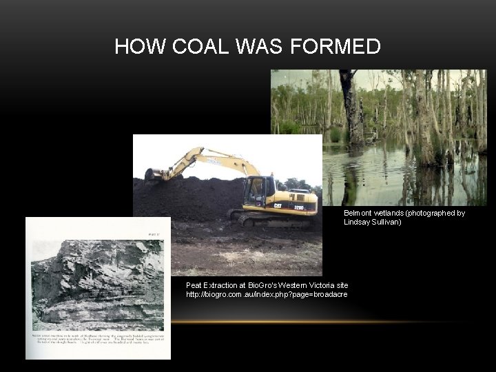 HOW COAL WAS FORMED Belmont wetlands (photographed by Lindsay Sullivan) Peat Extraction at Bio.