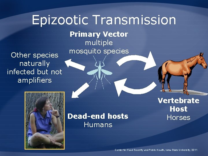 Epizootic Transmission Other species naturally infected but not amplifiers Primary Vector multiple mosquito species