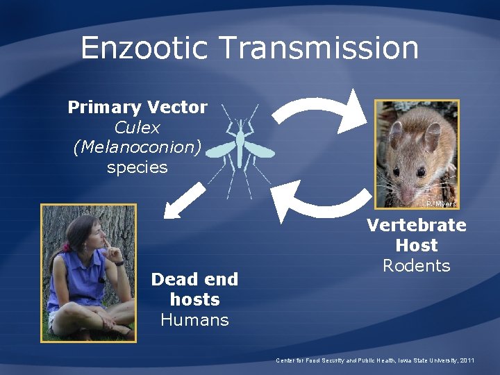 Enzootic Transmission Primary Vector Culex (Melanoconion) species P. Myers Dead end hosts Humans Vertebrate