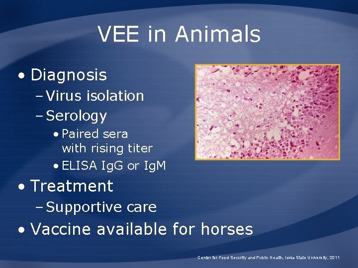 VEE in Animals • Diagnosis – Virus isolation – Serology • Paired sera with