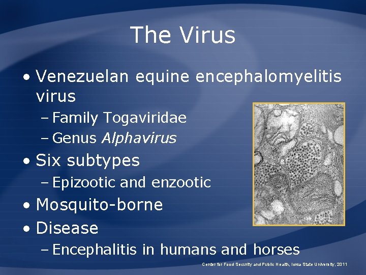 The Virus • Venezuelan equine encephalomyelitis virus – Family Togaviridae – Genus Alphavirus •