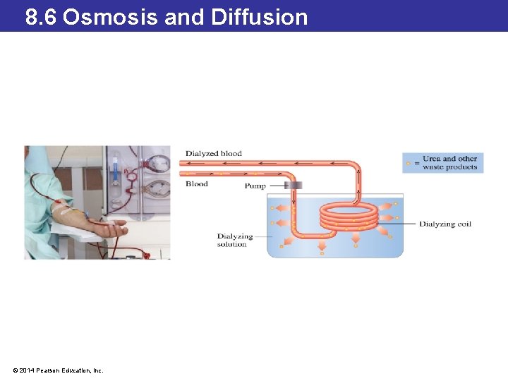 8. 6 Osmosis and Diffusion © 2014 Pearson Education, Inc. 