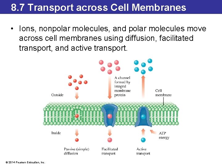 8. 7 Transport across Cell Membranes • Ions, nonpolar molecules, and polar molecules move