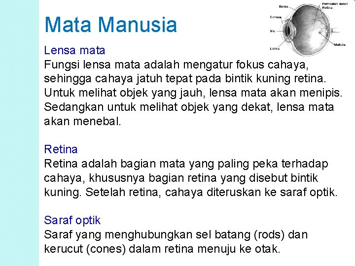 Mata Manusia Lensa mata Fungsi lensa mata adalah mengatur fokus cahaya, sehingga cahaya jatuh Mata Manusia Lensa mata Fungsi lensa mata adalah mengatur fokus cahaya, sehingga cahaya jatuh