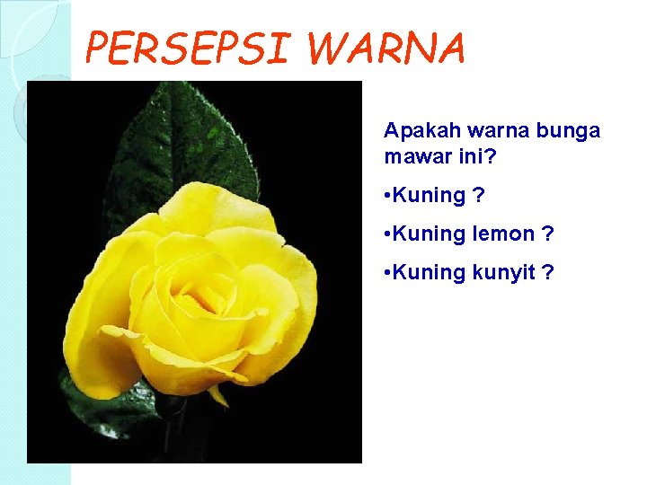 PERSEPSI WARNA Apakah warna bunga mawar ini? • Kuning lemon ? • Kuning kunyit