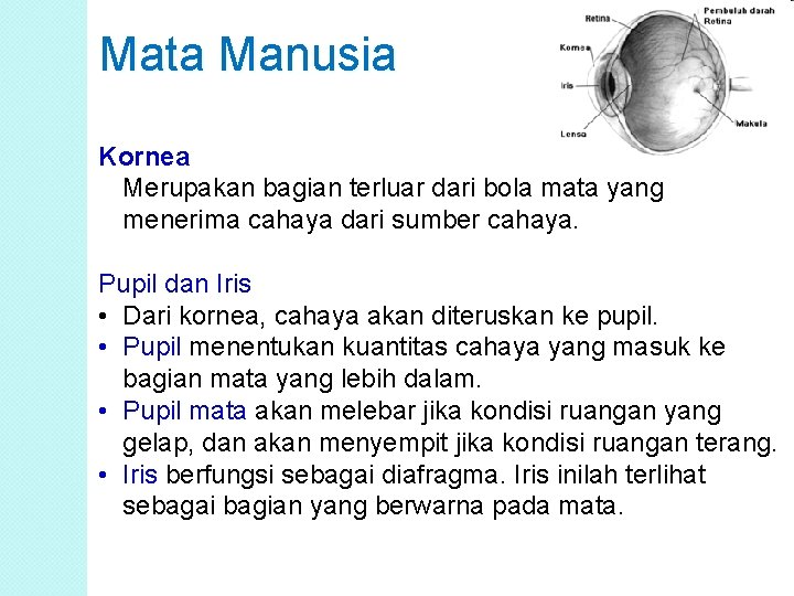 Mata Manusia Kornea Merupakan bagian terluar dari bola mata yang menerima cahaya dari sumber