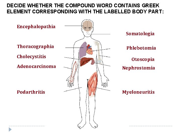 DECIDE WHETHER THE COMPOUND WORD CONTAINS GREEK ELEMENT CORRESPONDING WITH THE LABELLED BODY PART: