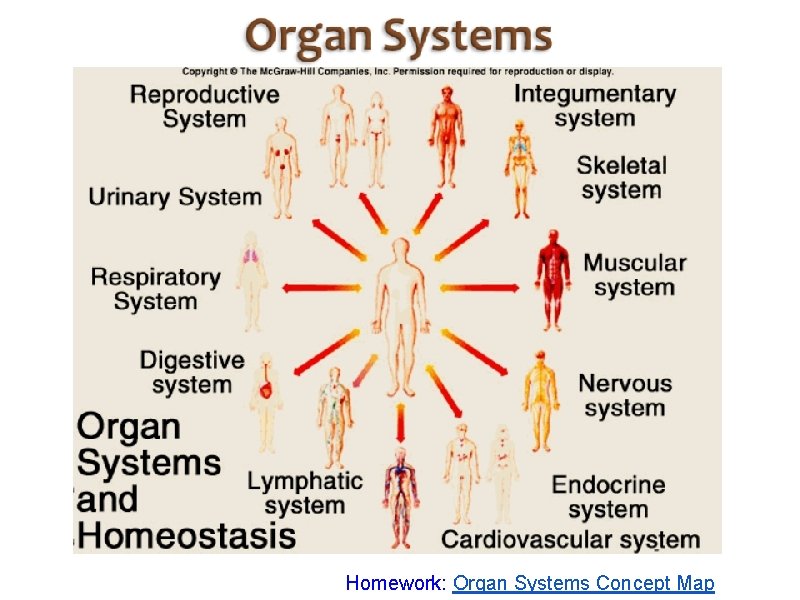 Homework: Organ Systems Concept Map 