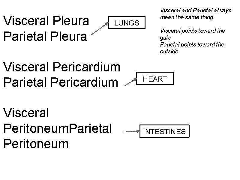 Visceral and Parietal always mean the same thing. Visceral Pleura LUNGS Visceral points toward