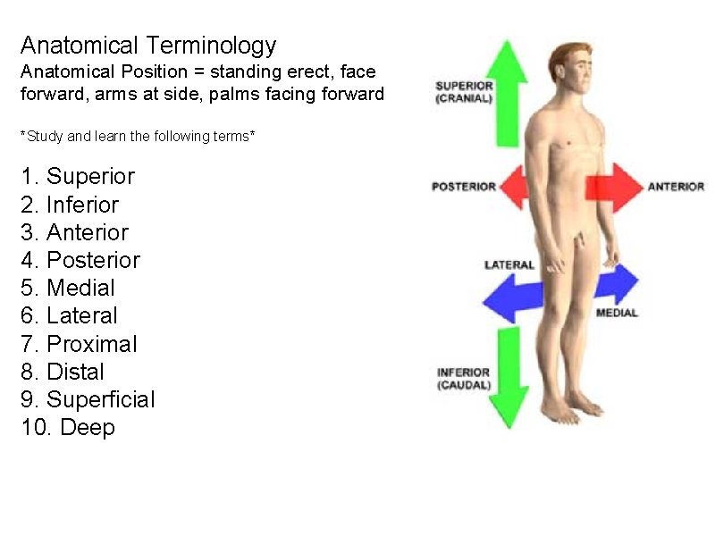 Anatomical Terminology Anatomical Position = standing erect, face forward, arms at side, palms facing