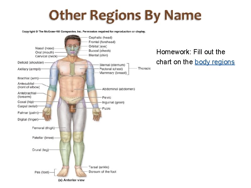 Homework: Fill out the chart on the body regions 