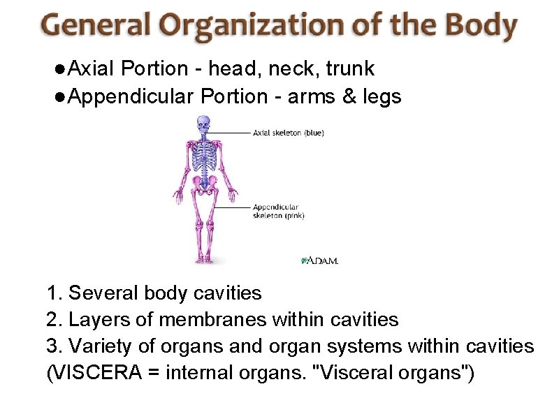 ●Axial Portion - head, neck, trunk ●Appendicular Portion - arms & legs 1. Several