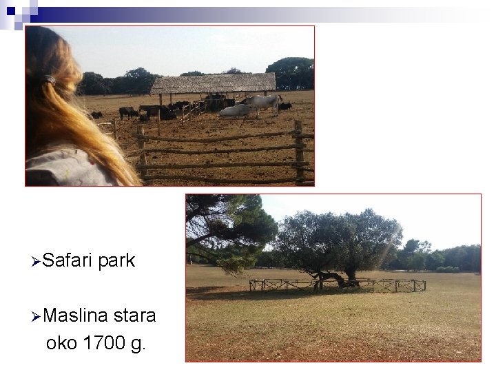 ØSafari park ØMaslina stara oko 1700 g. 