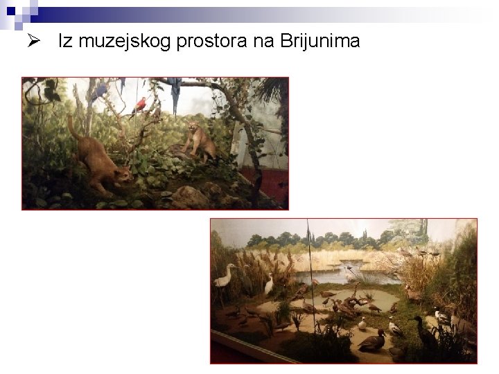 Ø Iz muzejskog prostora na Brijunima 