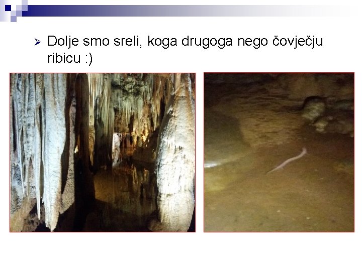 Ø Dolje smo sreli, koga drugoga nego čovječju ribicu : ) 