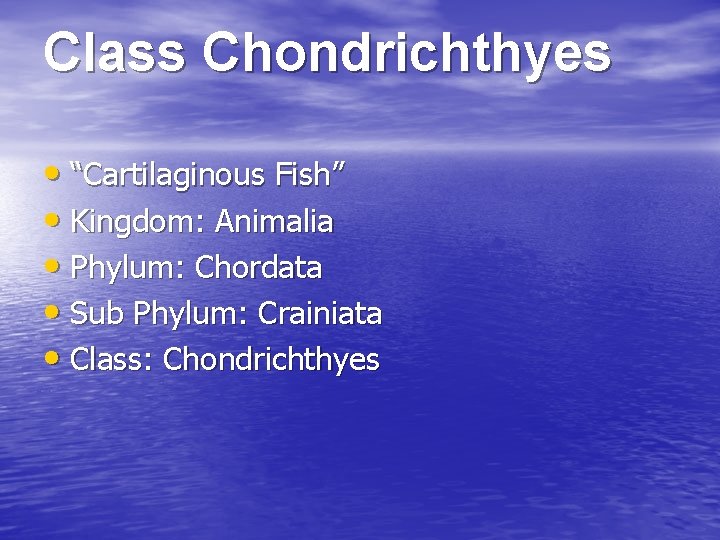 Class Chondrichthyes • “Cartilaginous Fish” • Kingdom: Animalia • Phylum: Chordata • Sub Phylum: