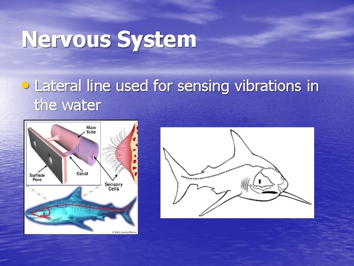 Nervous System • Lateral line used for sensing vibrations in the water 