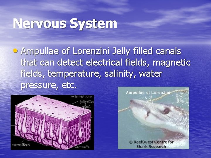 Nervous System • Ampullae of Lorenzini Jelly filled canals that can detect electrical fields,