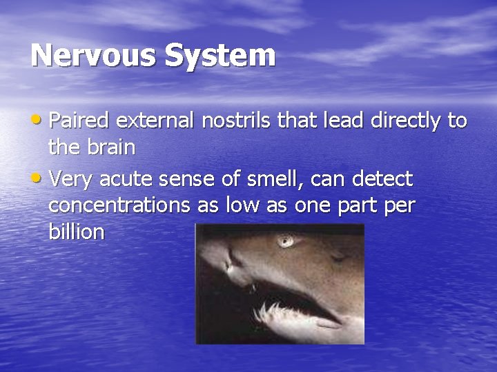 Nervous System • Paired external nostrils that lead directly to the brain • Very