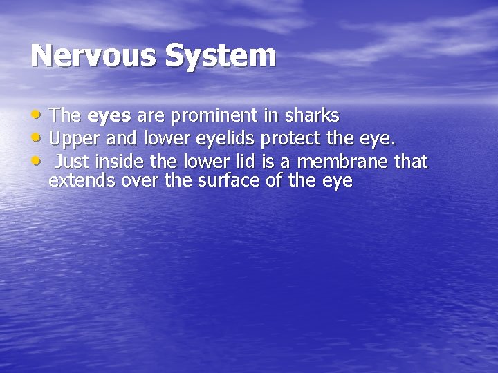 Nervous System • The eyes are prominent in sharks • Upper and lower eyelids