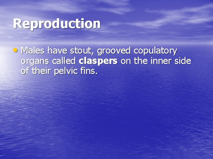 Reproduction • Males have stout, grooved copulatory organs called claspers on the inner side