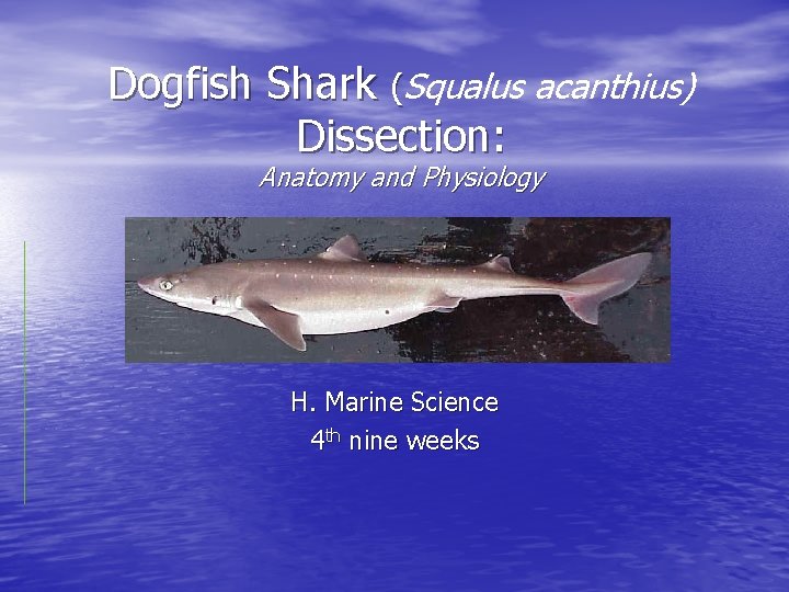 Dogfish Shark (Squalus acanthius) Dissection: Anatomy and Physiology H. Marine Science 4 th nine