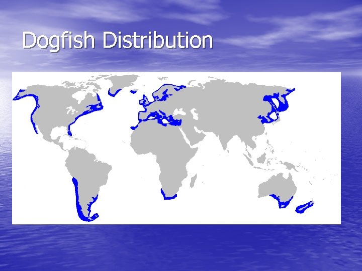 Dogfish Distribution 