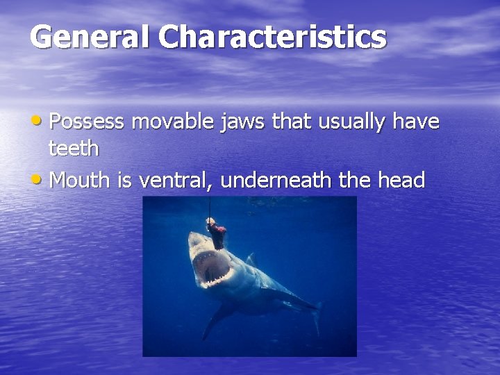 General Characteristics • Possess movable jaws that usually have teeth • Mouth is ventral,