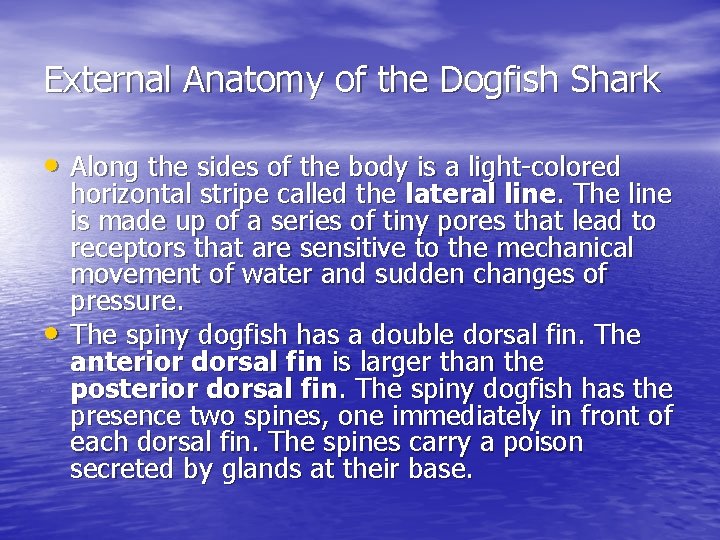 External Anatomy of the Dogfish Shark • Along the sides of the body is