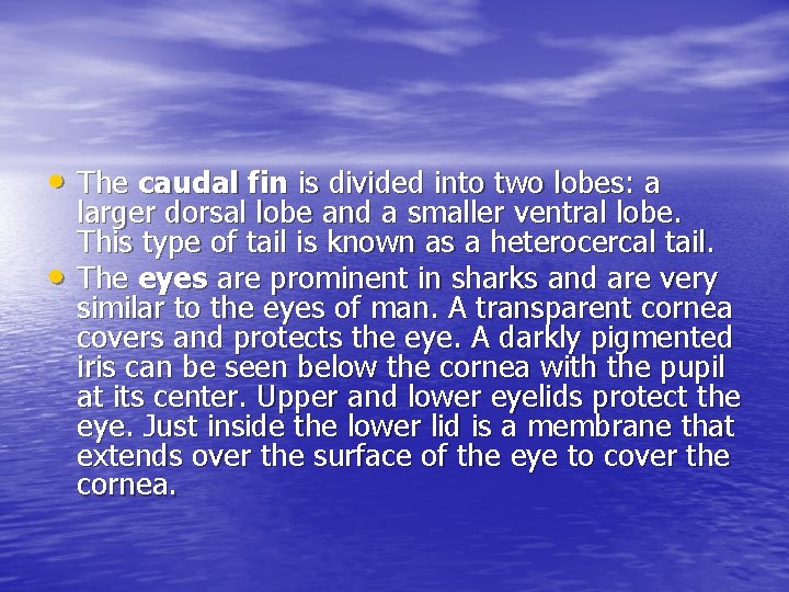  • The caudal fin is divided into two lobes: a • larger dorsal