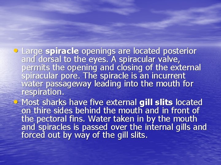  • Large spiracle openings are located posterior • and dorsal to the eyes.