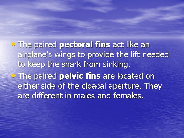  • The paired pectoral fins act like an airplane's wings to provide the