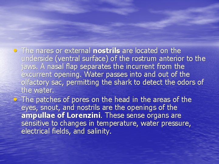  • The nares or external nostrils are located on the • underside (ventral