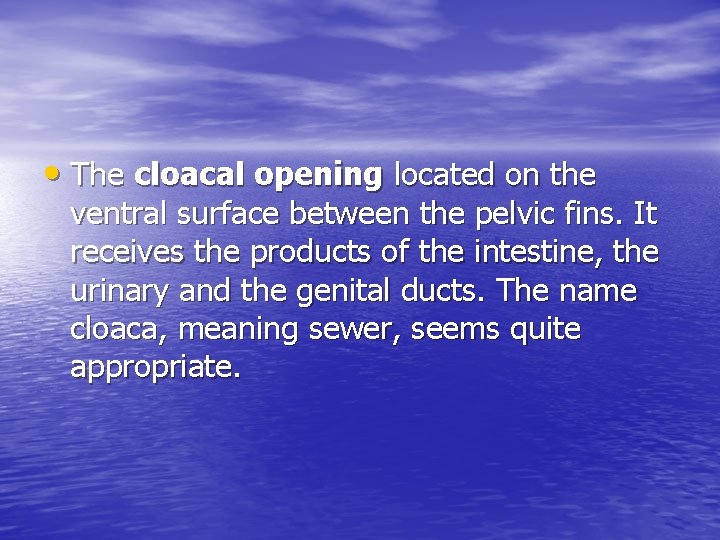  • The cloacal opening located on the ventral surface between the pelvic fins.