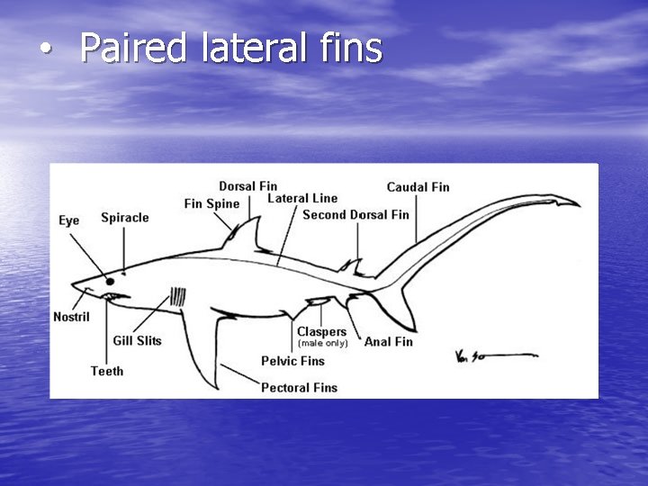  • Paired lateral fins 