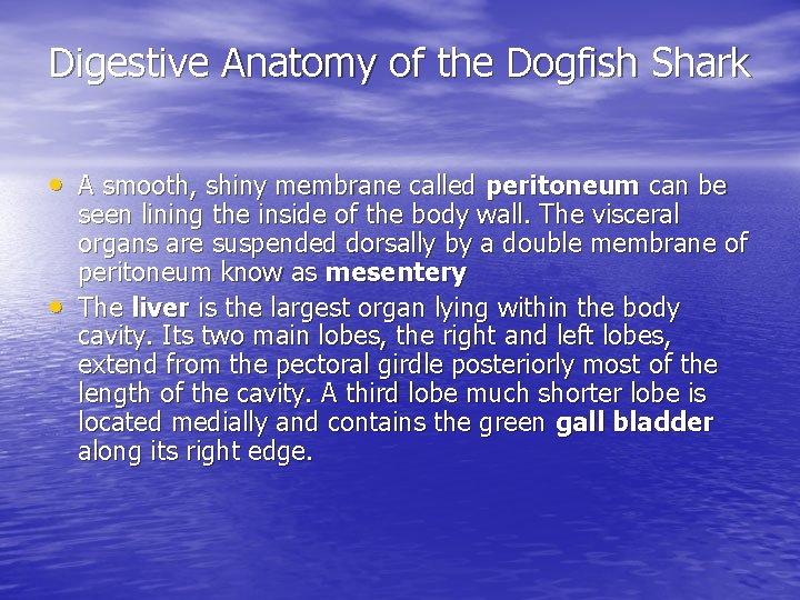 Digestive Anatomy of the Dogfish Shark • A smooth, shiny membrane called peritoneum can