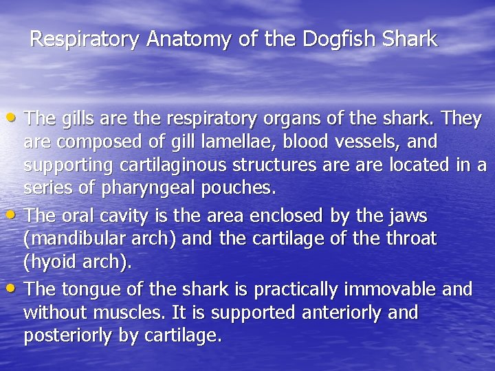 Respiratory Anatomy of the Dogfish Shark • The gills are the respiratory organs of