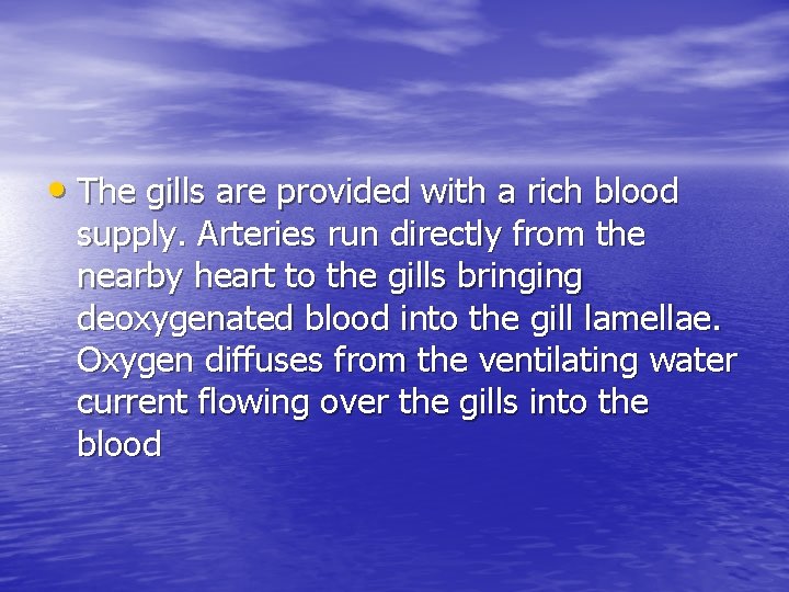  • The gills are provided with a rich blood supply. Arteries run directly