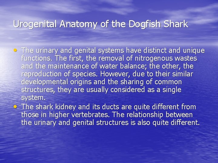 Urogenital Anatomy of the Dogfish Shark • The urinary and genital systems have distinct