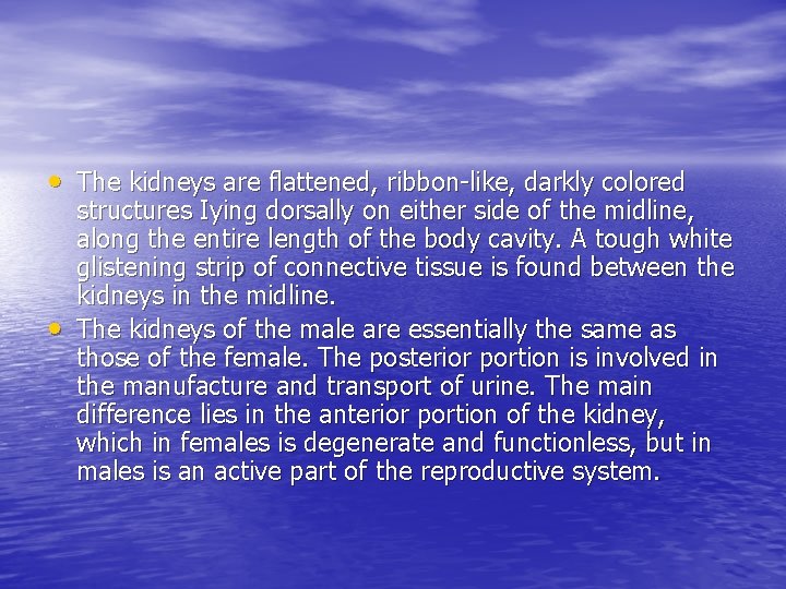  • The kidneys are flattened, ribbon-like, darkly colored • structures Iying dorsally on