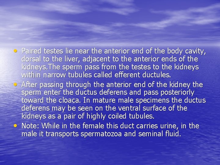  • Paired testes lie near the anterior end of the body cavity, •