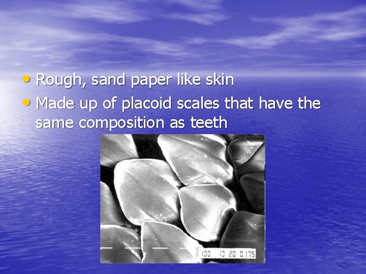  • Rough, sand paper like skin • Made up of placoid scales that