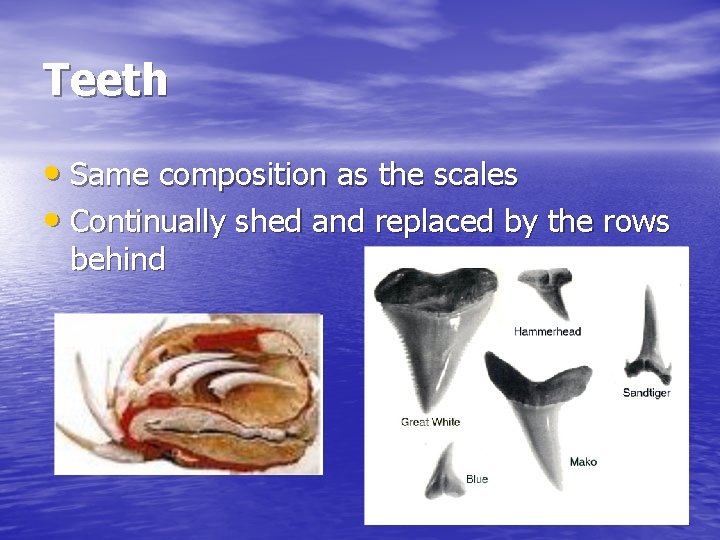 Teeth • Same composition as the scales • Continually shed and replaced by the