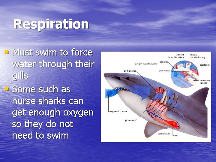 Respiration • Must swim to force water through their gills • Some such as