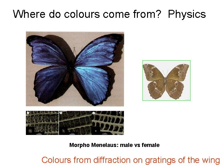 Where do colours come from? Physics Morpho Menelaus: male vs female Colours from diffraction